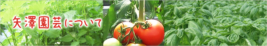 矢澤園芸について｜農薬を使わずに栽培しました/大葉・バジル｜大葉やバジルなど有機野菜や無農薬ハーブ農園｜矢澤園芸