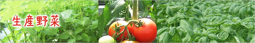 生産野菜｜農薬を使わずに栽培しました/大葉・バジル｜大葉やバジルなど有機野菜や無農薬ハーブ農園｜矢澤園芸